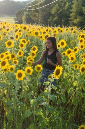 Sunflowers